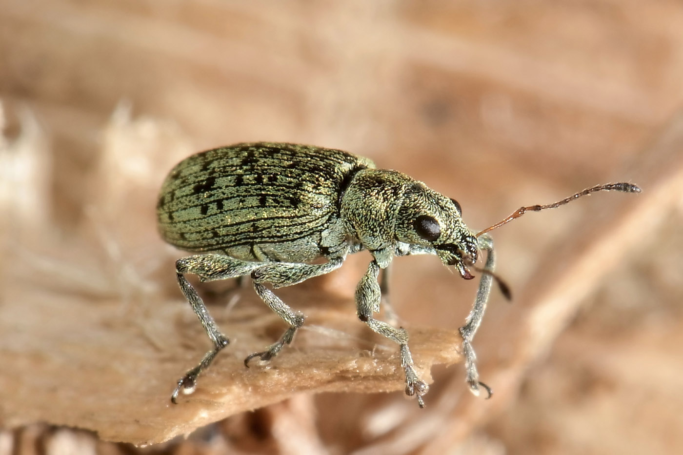 Curculionidae: Polydrusus cervinus?